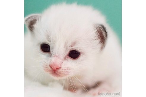 成約済の東京都のラグドール-105100の3枚目